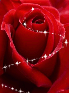 Mời các bạn tải hình nền hoa hồng đẹp này cho điện thoại của bạn
