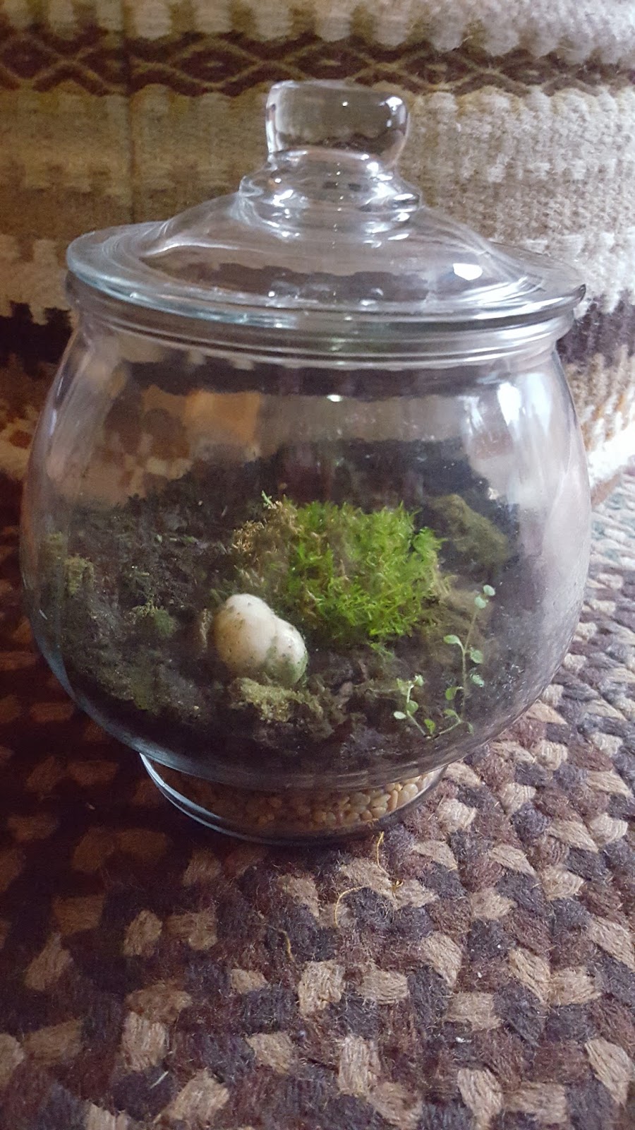Divers and Sundry: My Terrarium Project