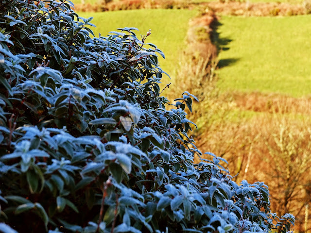 In the foreground there are frost covered leaves and in the background a sunny mountainside.