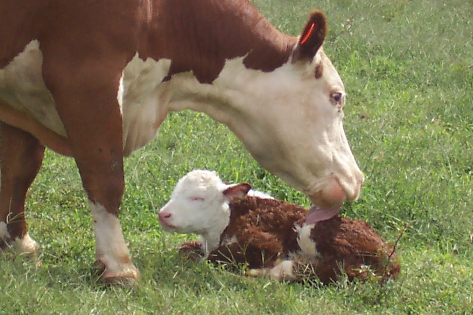 I Garden In Flip Flops: Newborn Hereford Calf