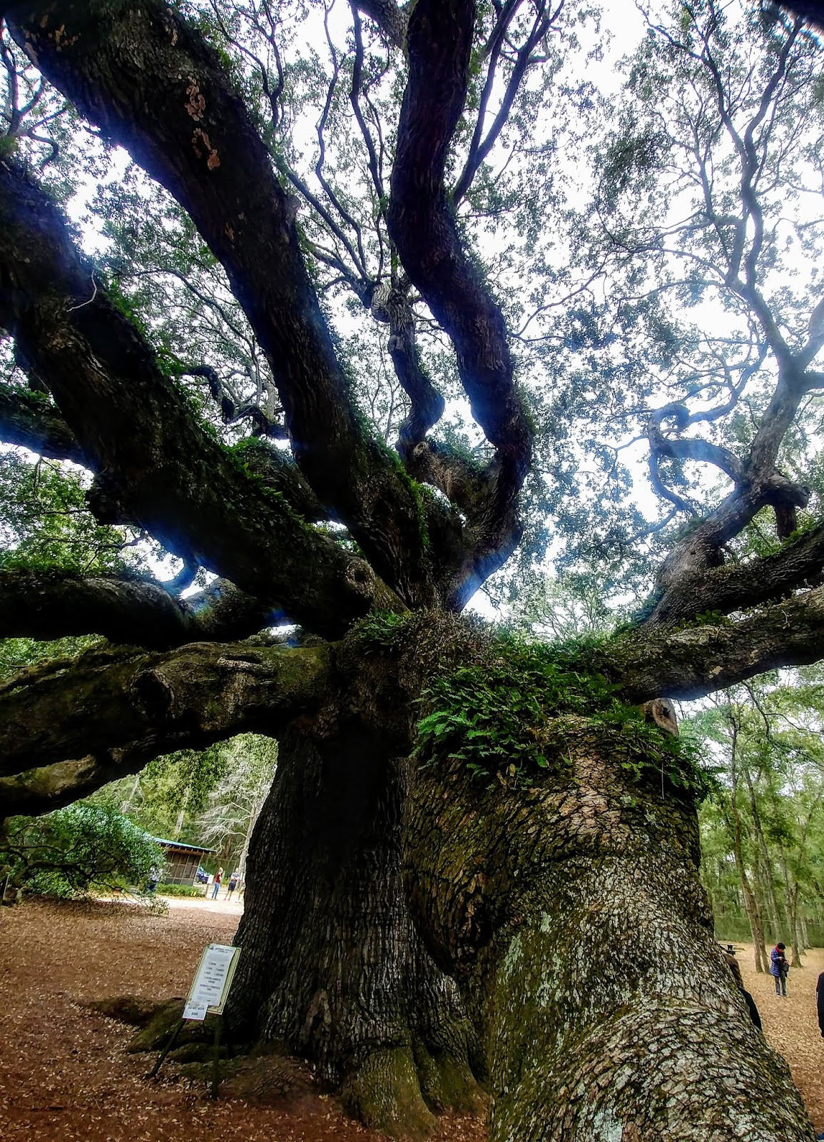 Another Mile Another Destination Blog Angel Oak Tree on Johns Island