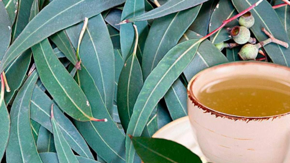 Hierbas Curanderas Eucalipto [Propiedades Medicinales]