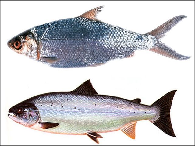 Gambar Ikan Bandeng