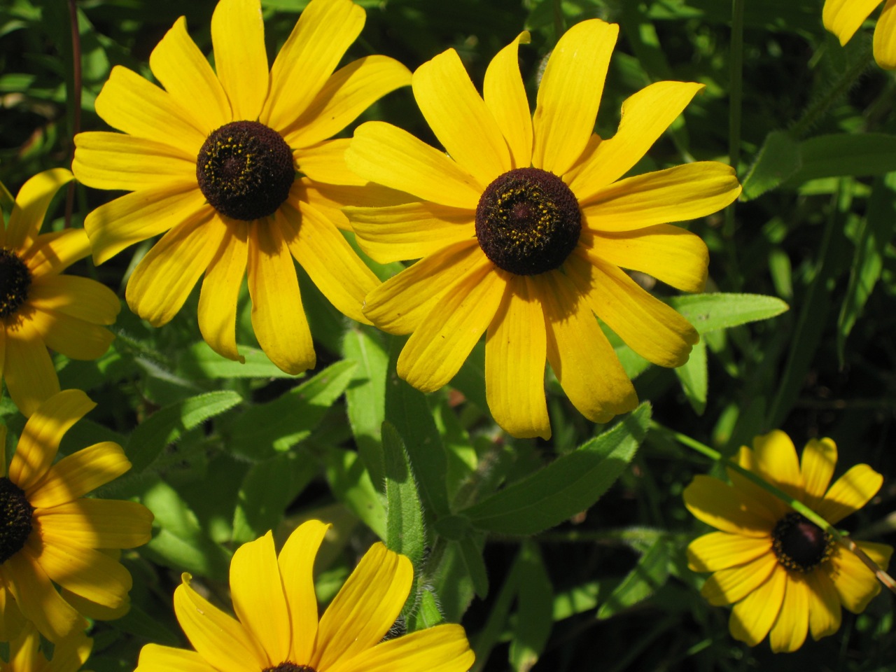 Kalamazoo Seasons: Prairie Flowers
