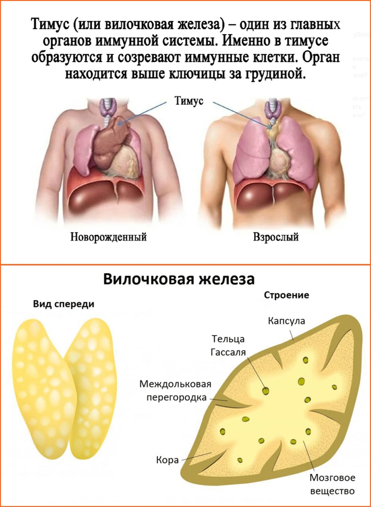 Тимус вилочковая железа. Тимус эндокринная железа. Вилочковая железа физиология. Зобная железа гормоны. Железы тимус таблица.
