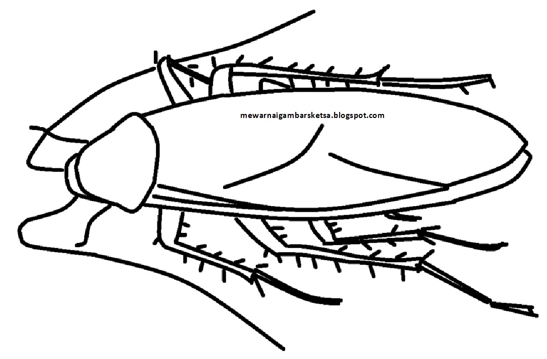 Gambar Mewarnai Sketsa Hewan Kecoa Binatang Serangga
