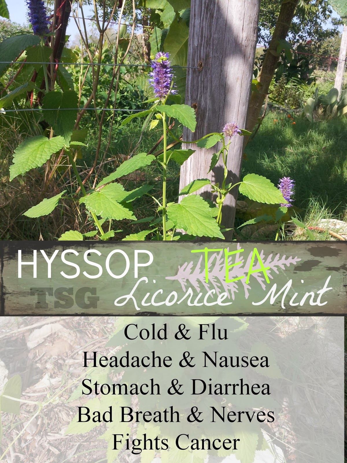TSG Korean Hyssop Herbal Benefits In The Southern Garden