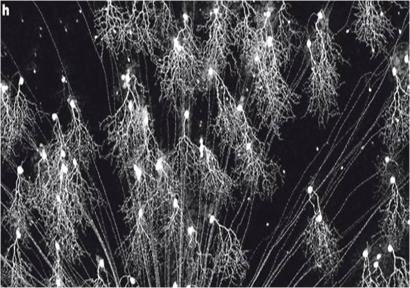 The Cellular Scale: May 2012
