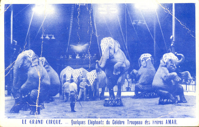 Le grand Cirque, quelques éléphants du célèbre troupeau des frères Amar 