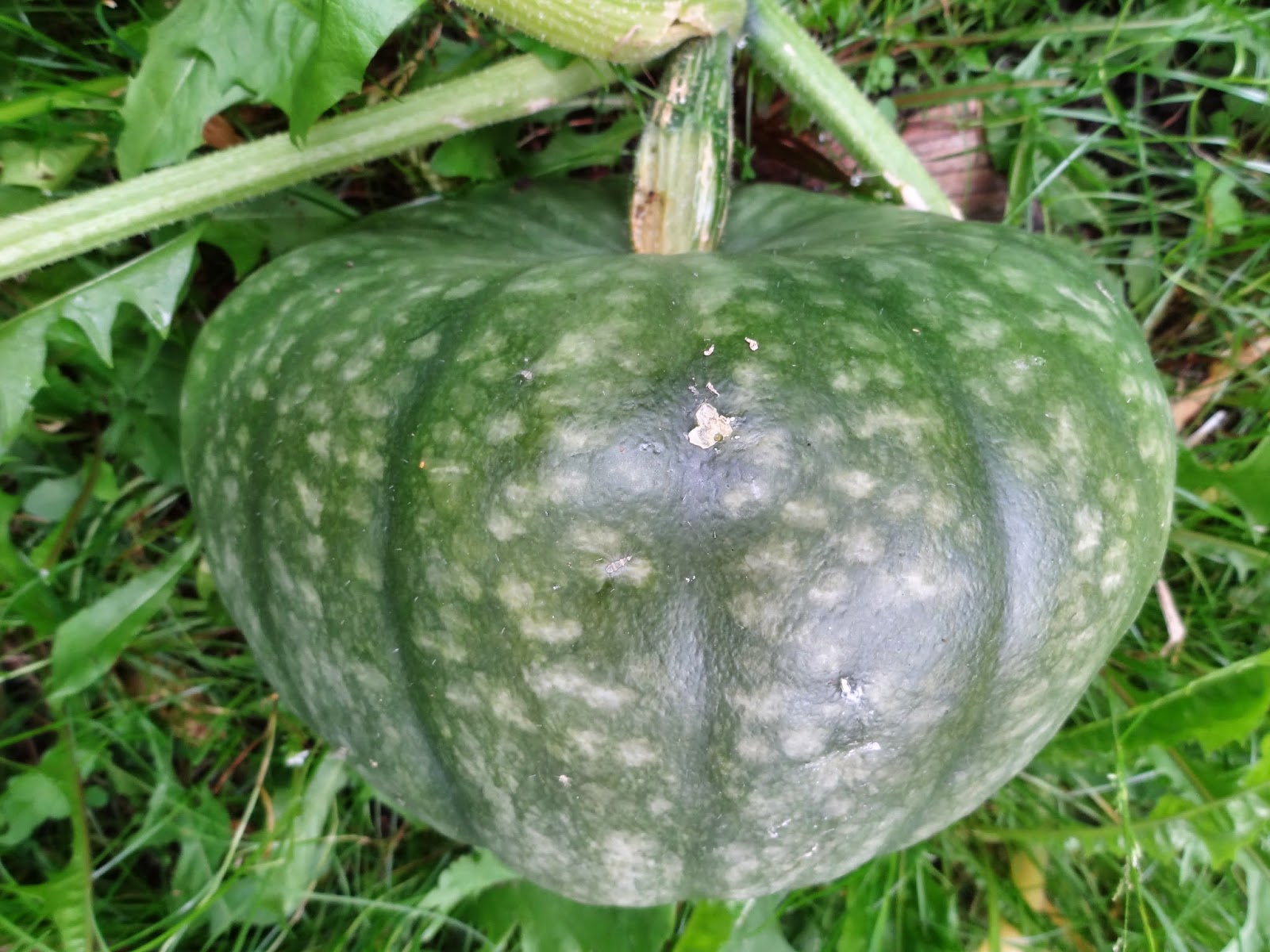 22+ Amazing Winter Squash Companion Plants Inspiratif Design