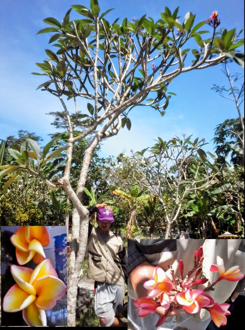 Koleksi Istimewa Jual Bunga Kamboja Bali
