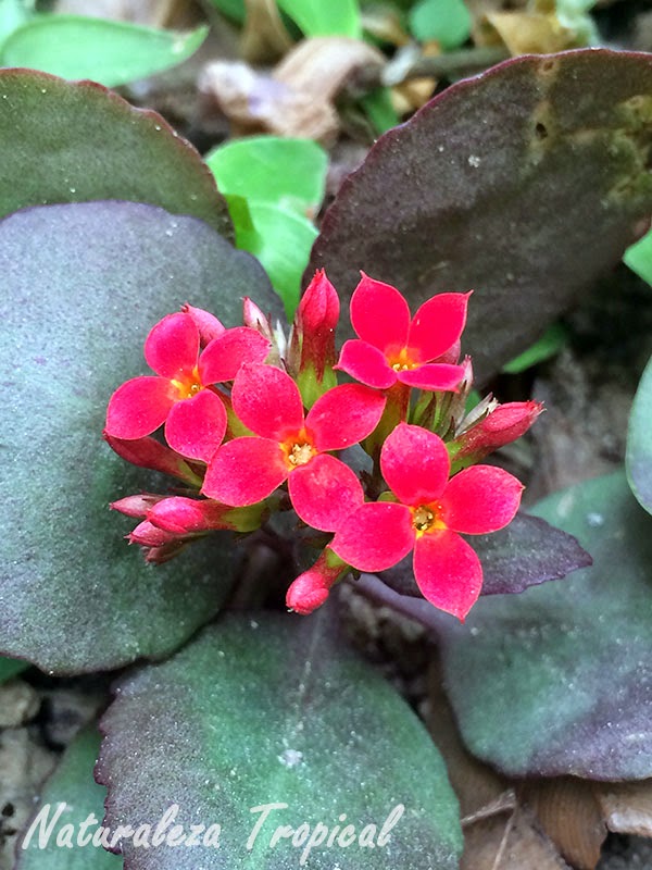 Naturaleza Tropical: Plantas del género Kalanchoe
