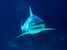 Shark wallpapers