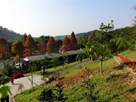 Grassland of Rhinoceros Beetle Farm in Chiayi Taiwan