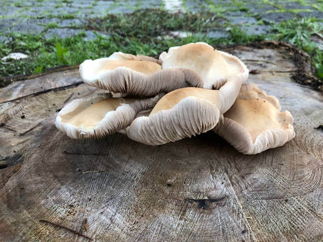 Cogumelos em troncos de arvores