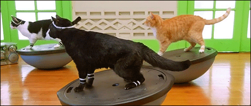 Gatos melhores pets