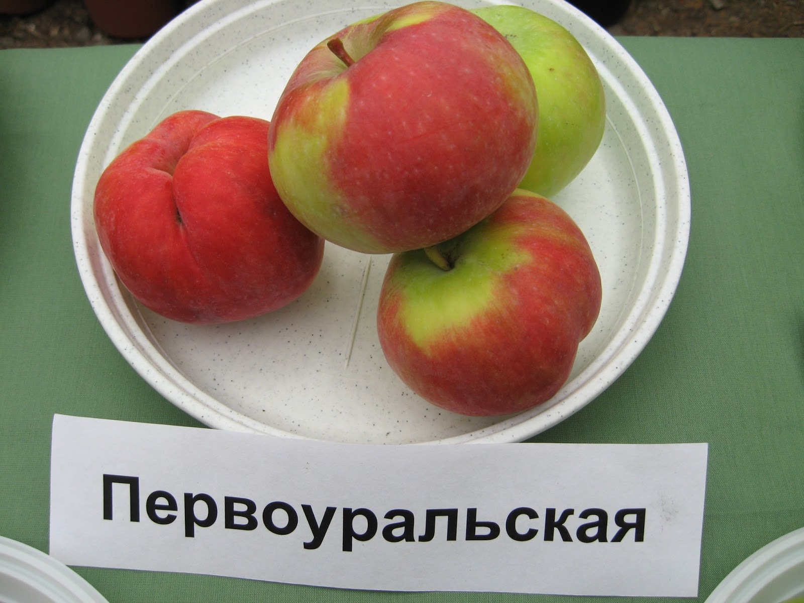 яблоня сорт краса свердловска. сорта яблонь первоуральская. сорта яблонь первоуральская. первоуральский сорт яблок. яблоня сорта первоуральская.