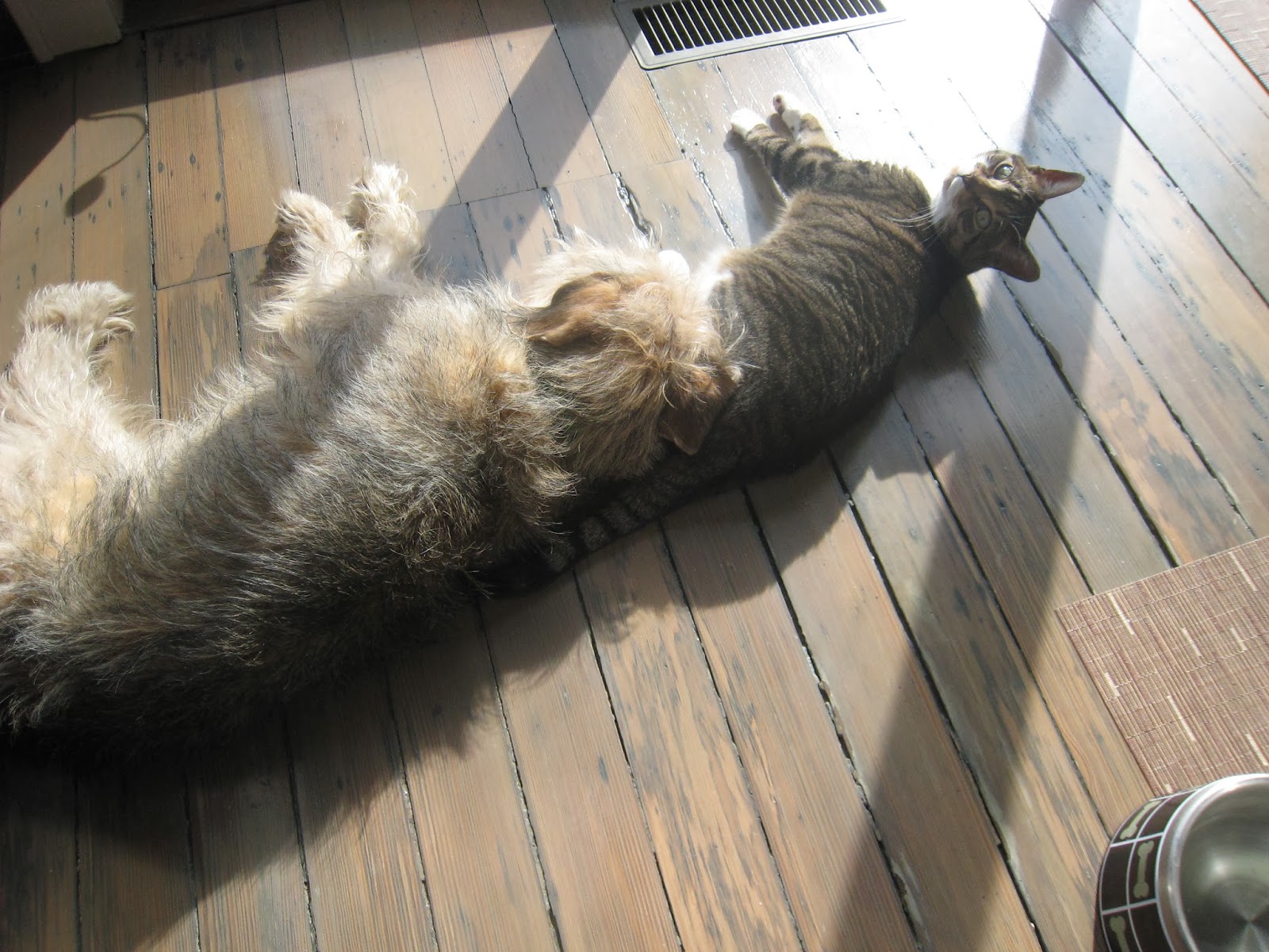 pet-blog-by-bocci-bocci-s-beefs-do-cats-make-better-pets-than-dogs