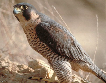 ¿Sabías Que...?: ¿Sabes Cuál Es El Animal Más Velos De La Tierra?