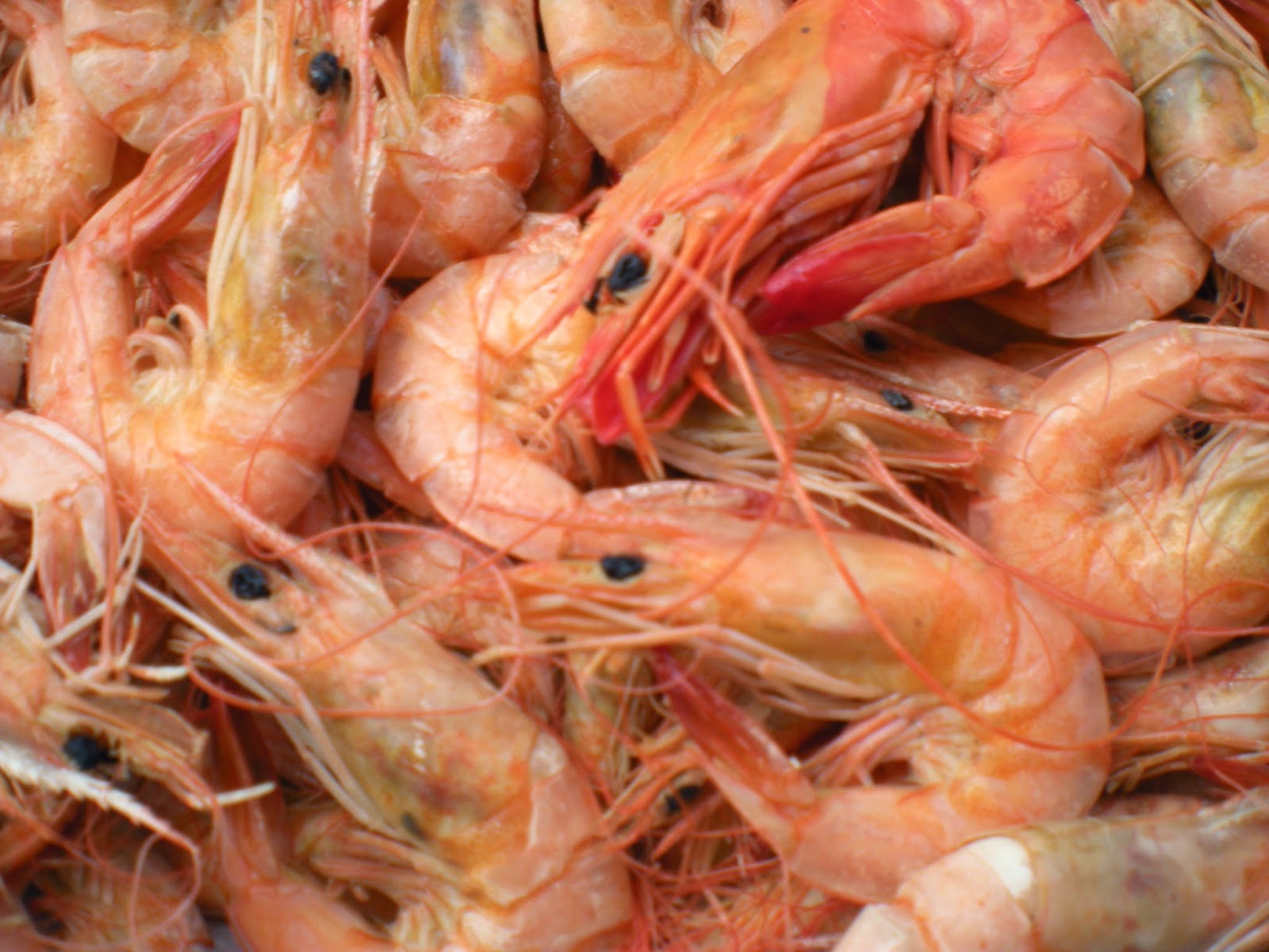 วิธีทำกุ้งแห้ง How to make Dried Shrimp กุ้งตะกาด กุ้งกุลาดำ กุ้งทะเล