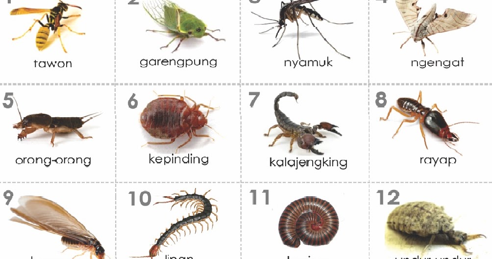 ≈ Mimpi Serangga (Menurut Primbon) - Seribu Tafsir