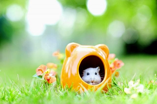 Cute and funny pictures of hamsters 2