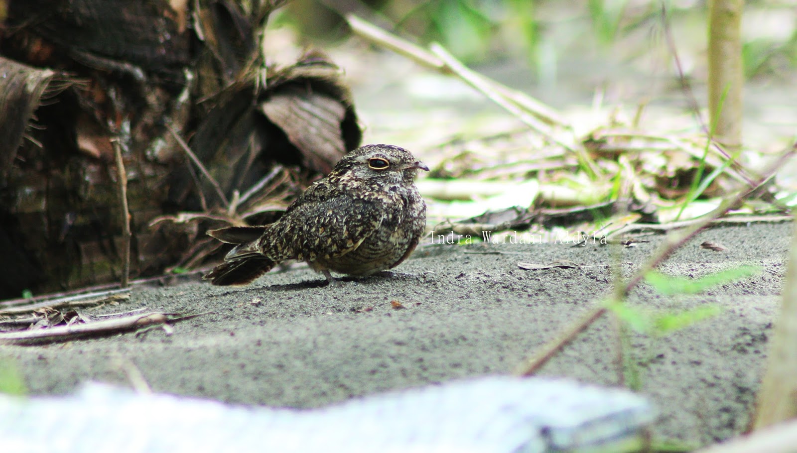 Trans Mountain Cabak Kota Caprimulgus Affinis