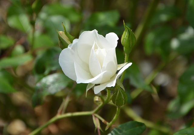 hoa hồng bạch đẹp