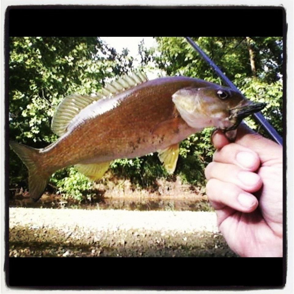 BUGGIN' OUT. Drifting for Smallmouth No Clousers today. Gotta have
