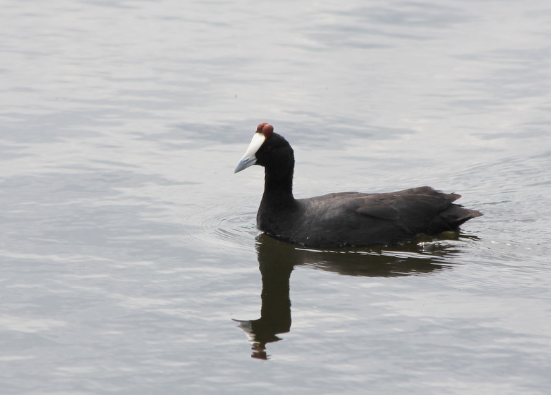 An African Odyssey: Birds of the Veldt & Stream (Reitvlie Nature Reserve)