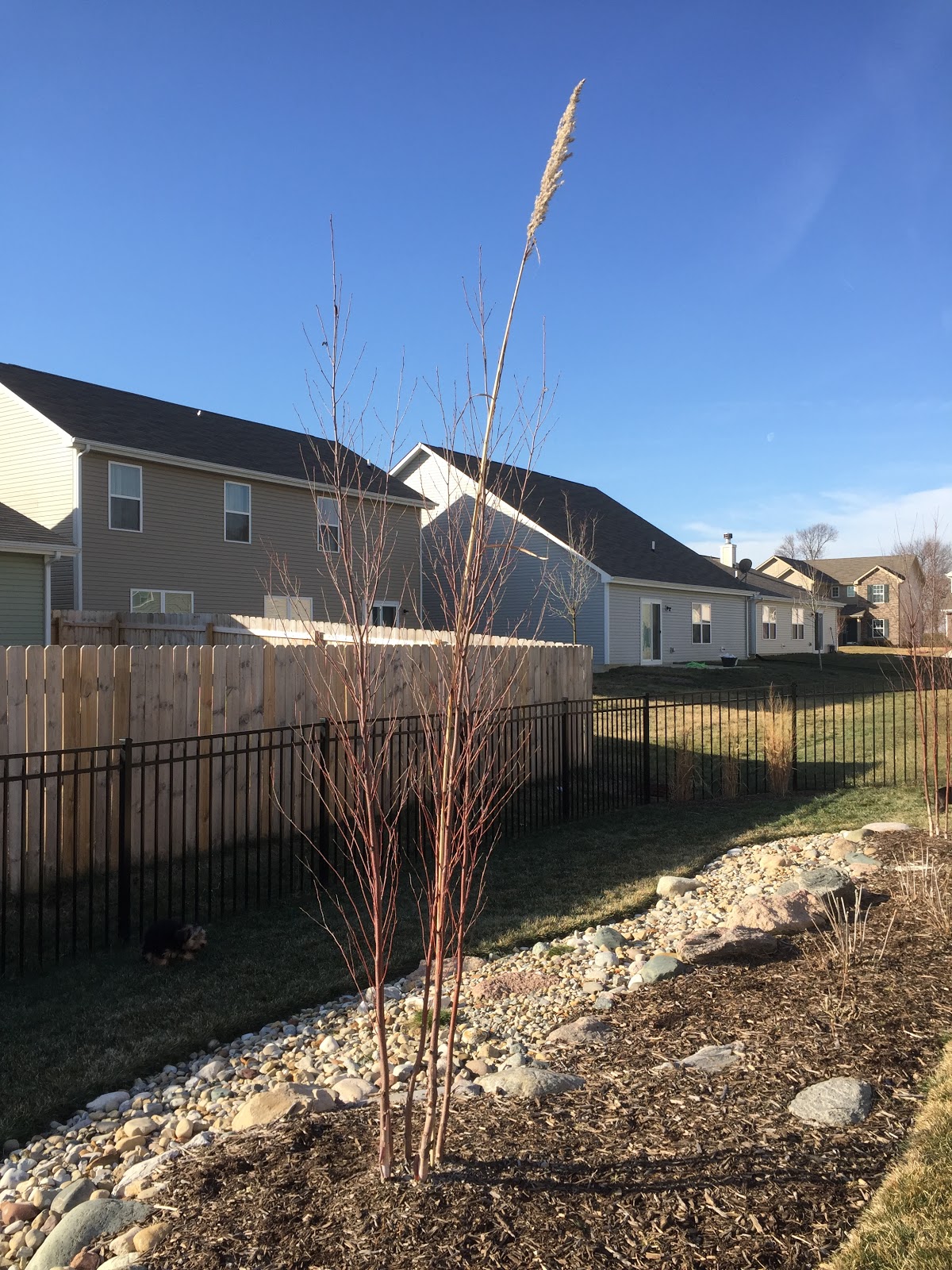 Hardy Pampas Grass Final Height [Backyard Neophyte Landscaping Blog]