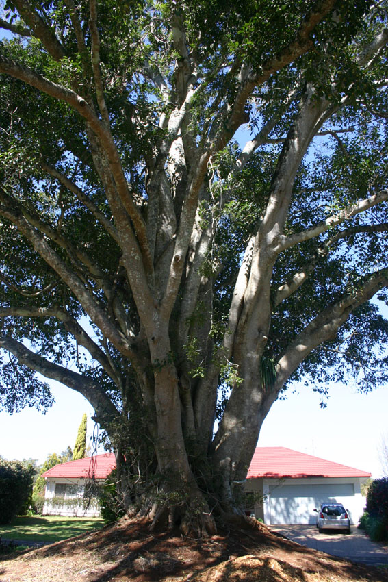 Toowoomba Plants Toowoomba’s Oldest Tree?
