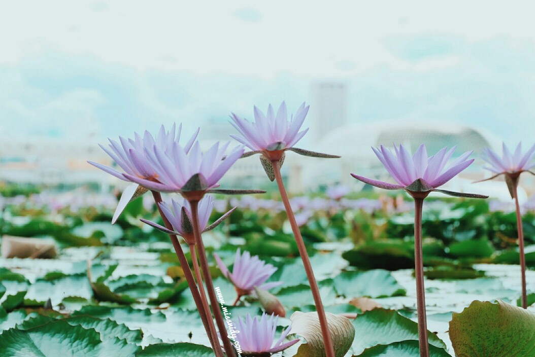 lotus pond in front of artscience museum singapore