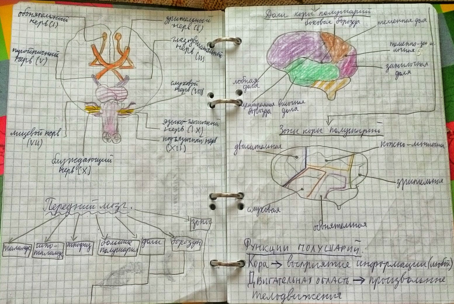 Конспект 1 курса. Конспекты 1 курс. Конспекты по анатомии 1 курс лечебное дело. Оформление конспекта лекций. Конспект 1 курса.