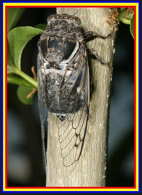 7 Binatang Yang Paling Berisik Di Bumi Berbagi Pengetahuan