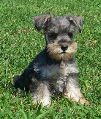 Everything about your Miniature Schnauzer
