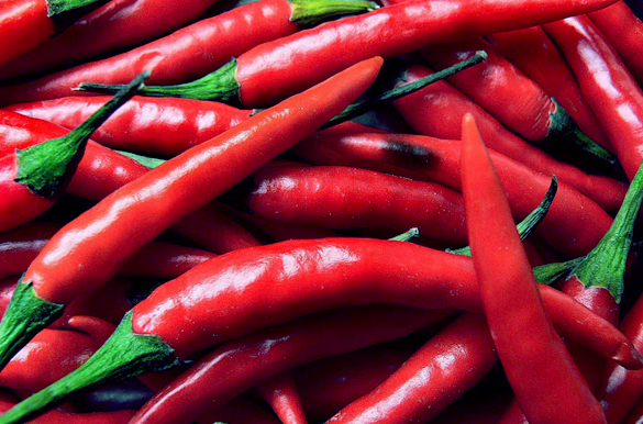 usaha cabe merah usaha cabe merah