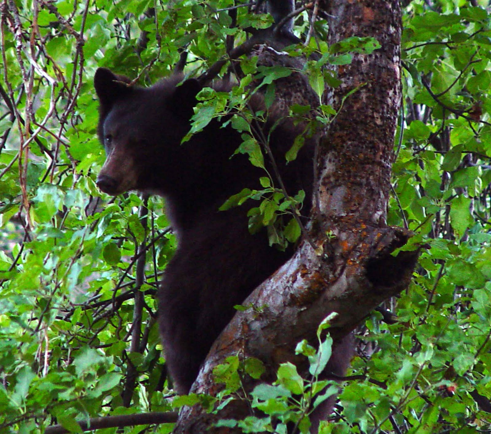 Wallpaper Sea: black bear wallpaper