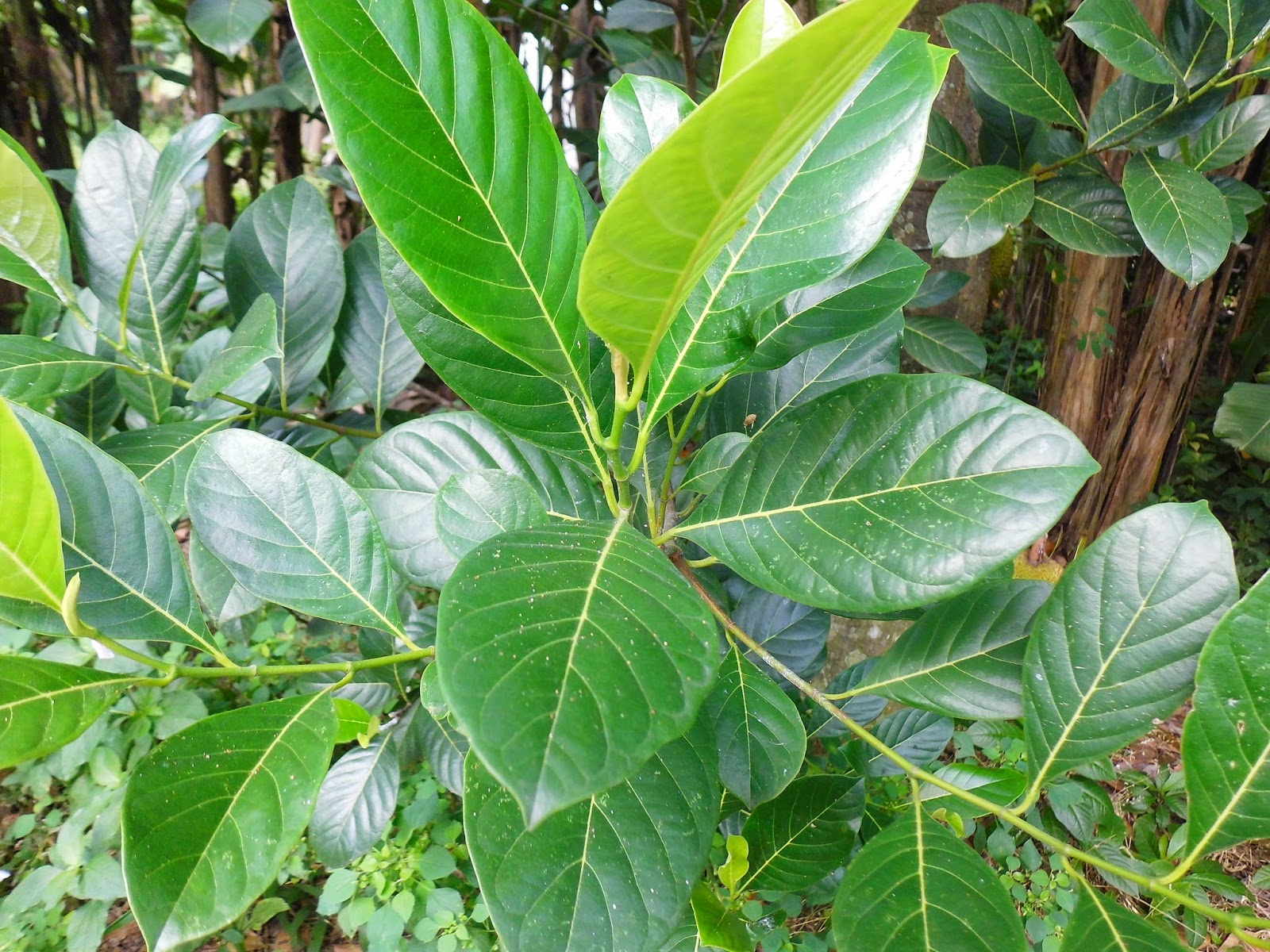 Exotic Plants in Indonesia Nangka or Jackfruit (Artocarpus heterophyllus)