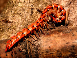 centipede vs house centipede 10