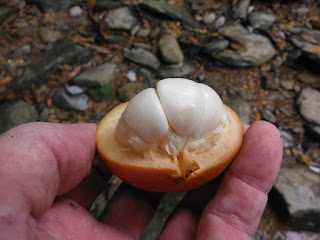 wild edible fruit Thailand wild edible fruit Ma Fai