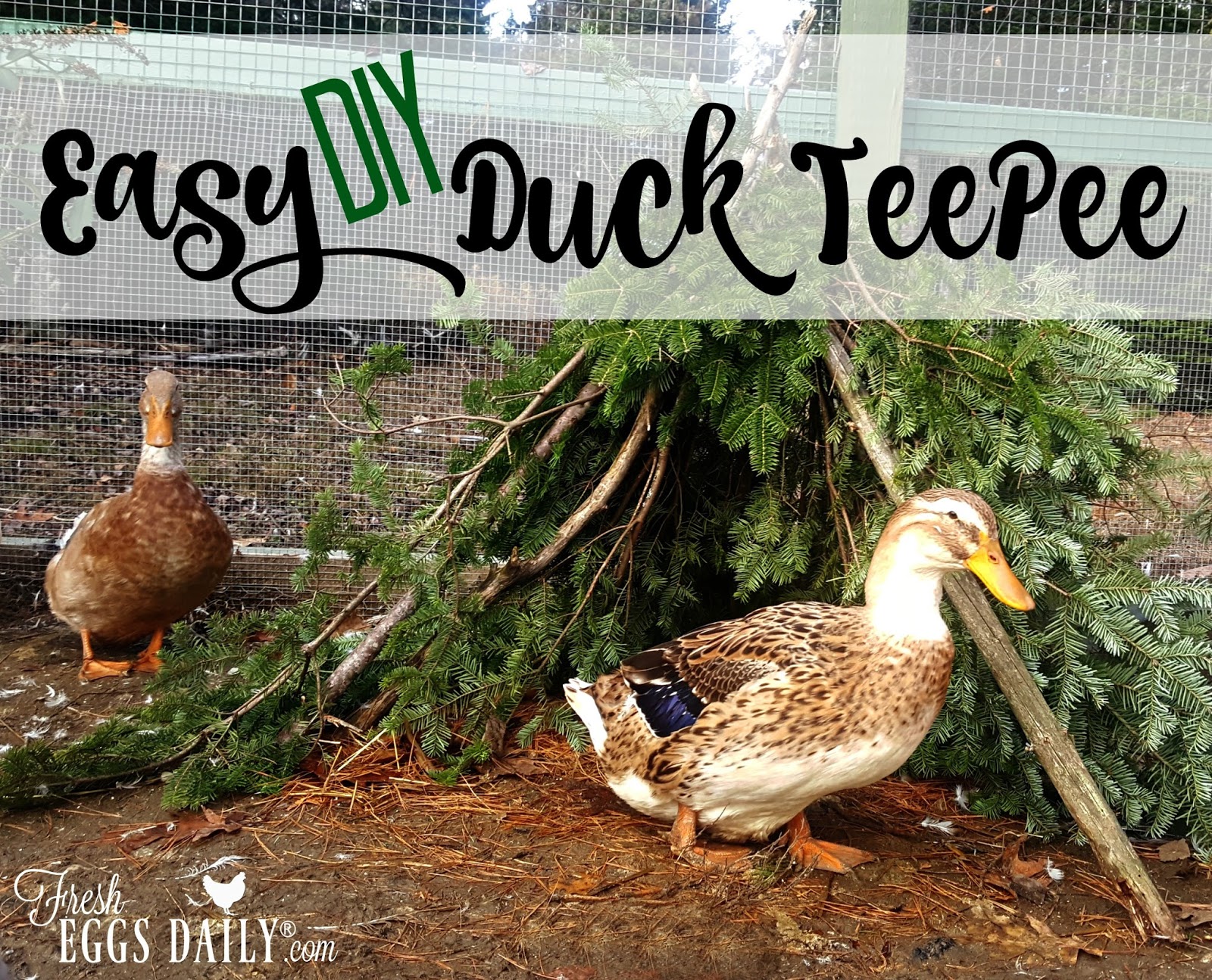 Easy DIY Duck or Chicken Teepee Fresh Eggs Daily® with Lisa Steele