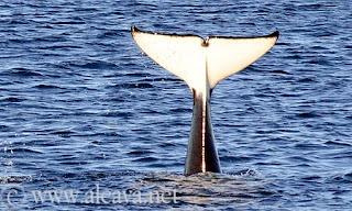 Orcas en el Canal de Ataque de Punta Norte