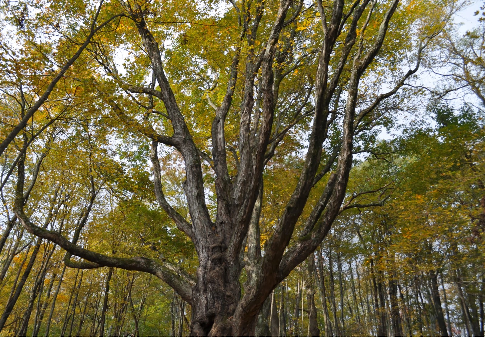 Heritage Trees of Watauga County Watauga's Champion Sugar Maple Tree