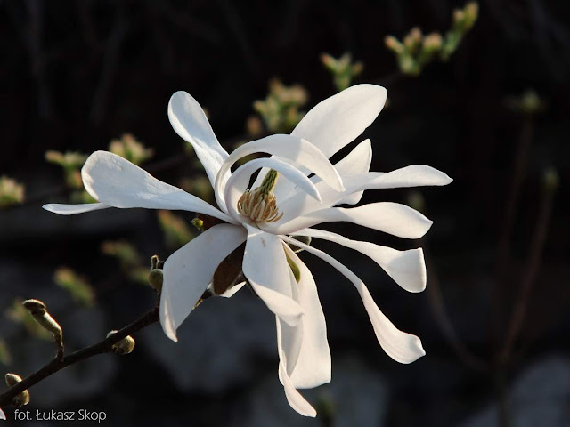 biała magnolia