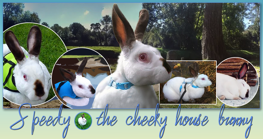 Speedy the cheeky house bunny