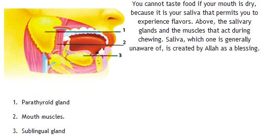 The Fact Of Creation: Special Digestive Fluid