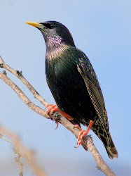 birds texas starling european common starlings se birding wildlife watching usa sound effects rock pest habitat doves range