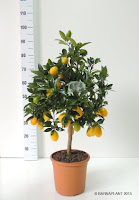 Variedades Citrus limenquat (Lima-kumquat) 