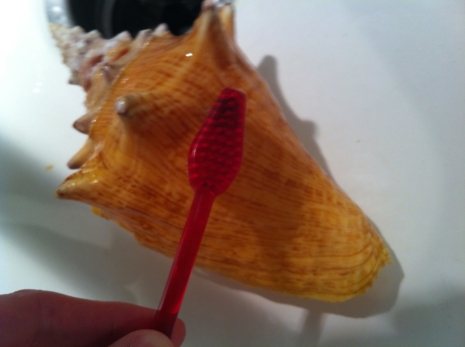 Hayley Daily: How-To: De-Stinkify and Polish Sea Shells